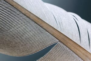 マッチングアプリの無料と有料の違いは何ですか？