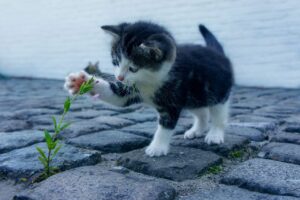 出会いアプリでマッチング率を上げるためのコツは？